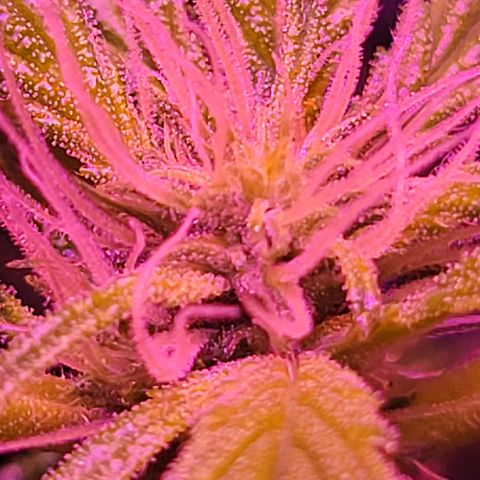 RoMelly growlog timeline photo