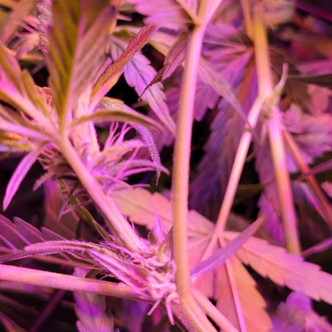 RoMelly growlog timeline photo