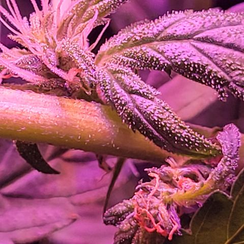 RoMelly growlog timeline photo