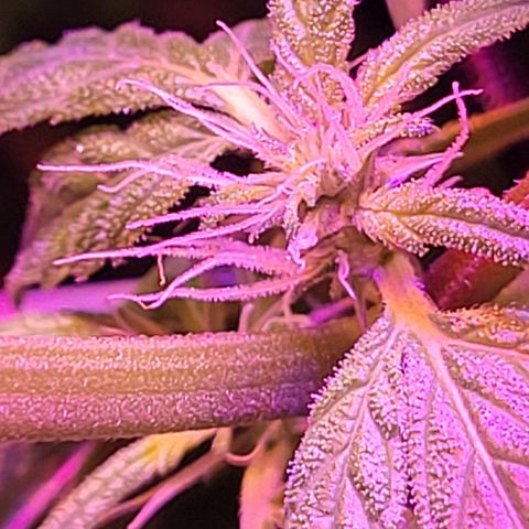 RoMelly growlog timeline photo