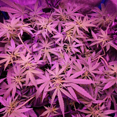 RoMelly growlog timeline photo