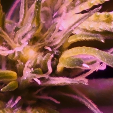 RoMelly growlog timeline photo