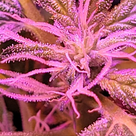 RoMelly growlog timeline photo