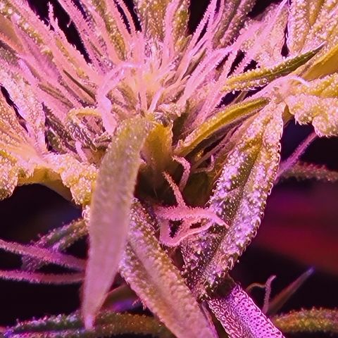 RoMelly growlog timeline photo