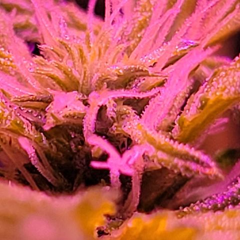 RoMelly growlog timeline photo