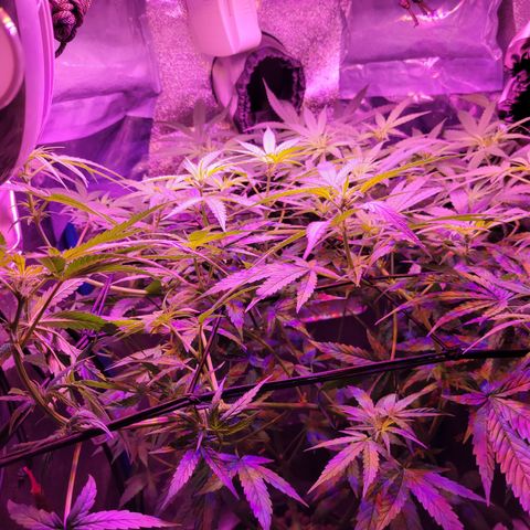 RoMelly growlog timeline photo