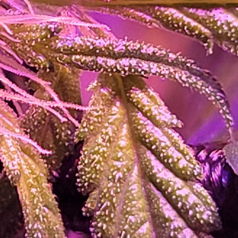 RoMelly growlog timeline photo