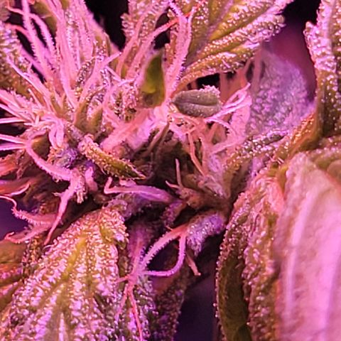 RoMelly growlog timeline photo