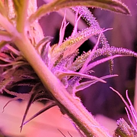 RoMelly growlog timeline photo