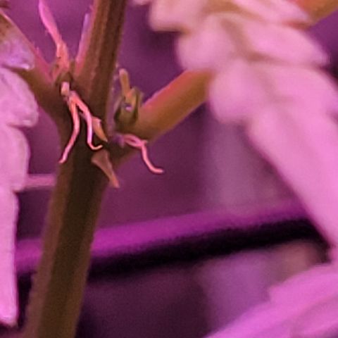 RoMelly growlog timeline photo