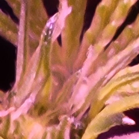 RoMelly growlog timeline photo