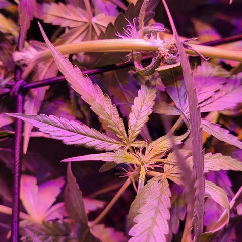 RoMelly growlog timeline photo