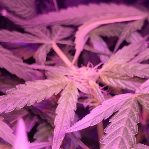 RoMelly growlog timeline photo