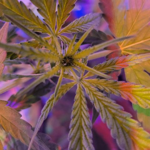 RoMelly growlog timeline photo
