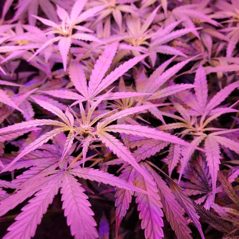 RoMelly growlog timeline photo
