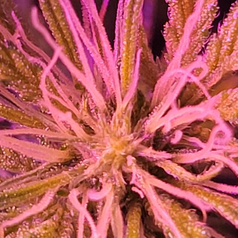 RoMelly growlog timeline photo