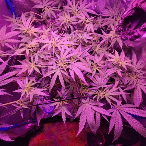 RoMelly growlog timeline photo