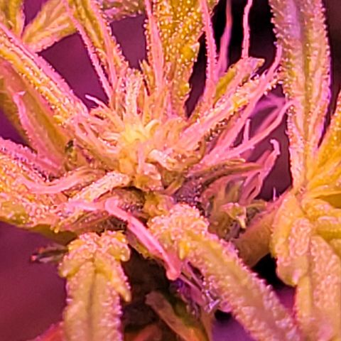 RoMelly growlog timeline photo