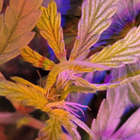 RoMelly growlog timeline photo