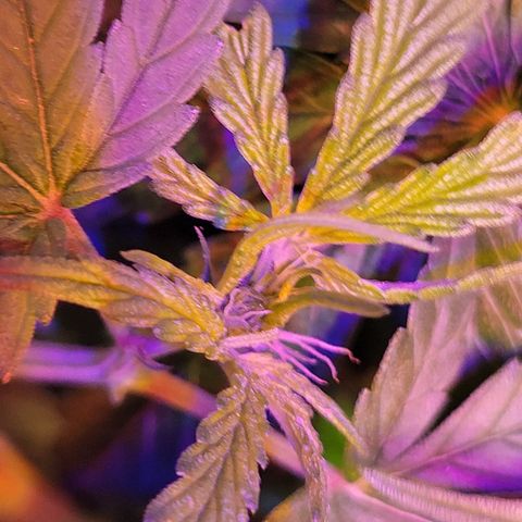 RoMelly growlog timeline photo