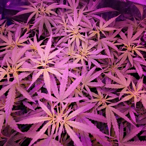 RoMelly growlog timeline photo