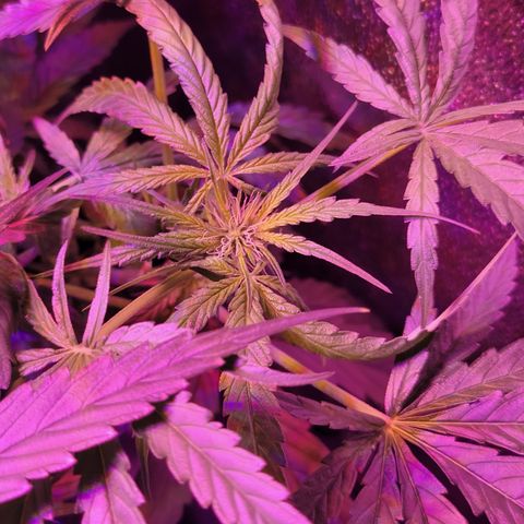 RoMelly growlog timeline photo