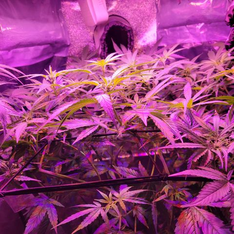 RoMelly growlog timeline photo
