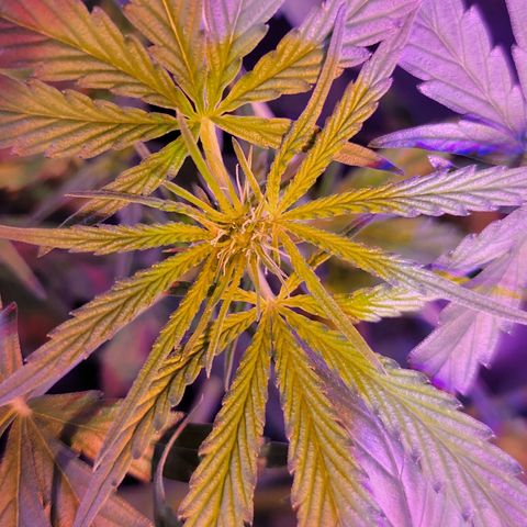 RoMelly growlog timeline photo