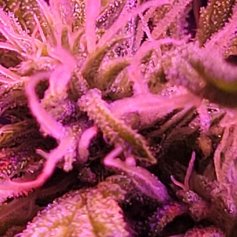 RoMelly growlog timeline photo