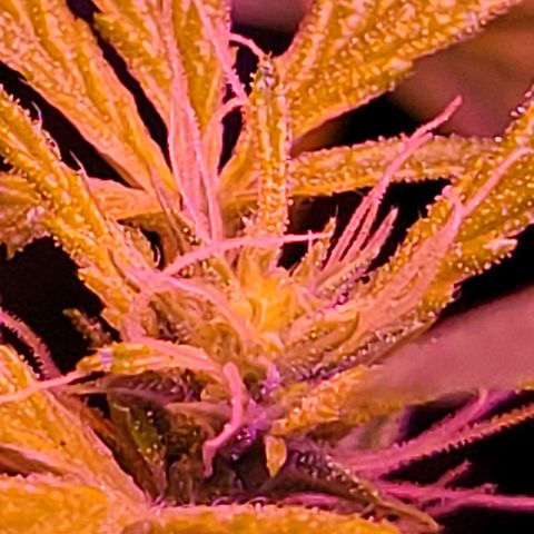 RoMelly growlog timeline photo
