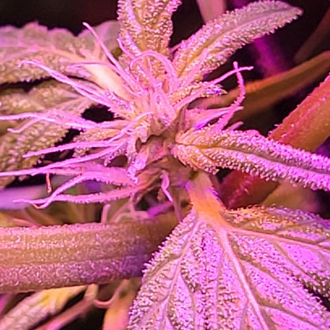 RoMelly growlog timeline photo