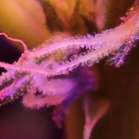 RoMelly growlog timeline photo
