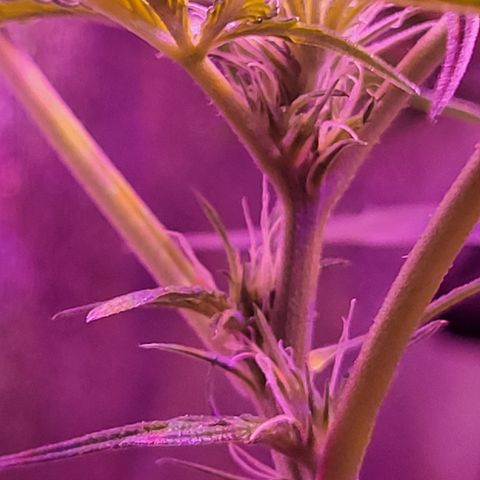 RoMelly growlog timeline photo