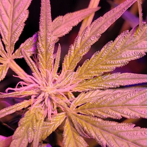RoMelly growlog timeline photo