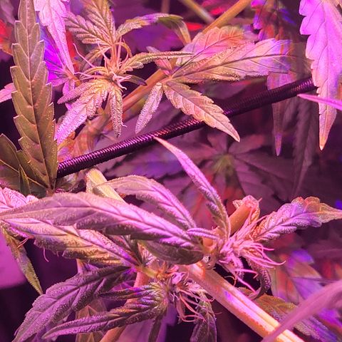 RoMelly growlog timeline photo