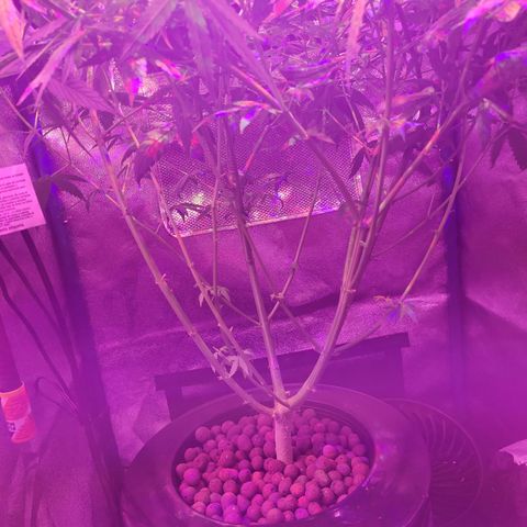 RoMelly growlog timeline photo