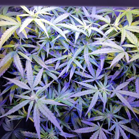 RoMelly growlog timeline photo