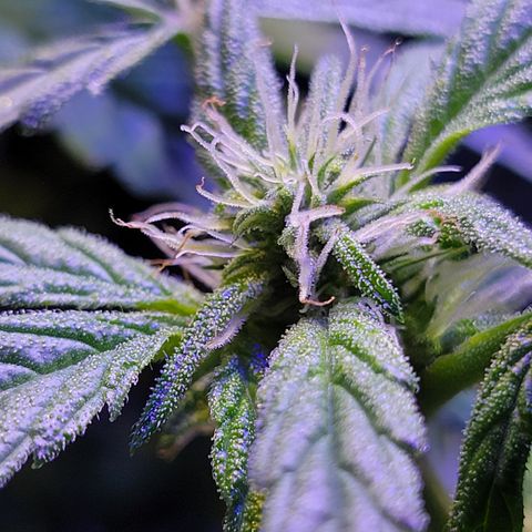 RoMelly growlog timeline photo