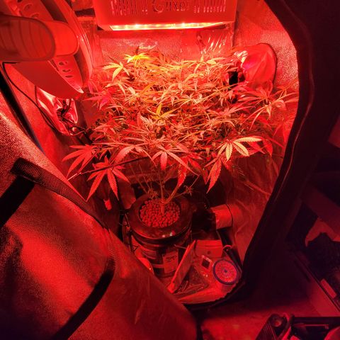 RoMelly growlog timeline photo