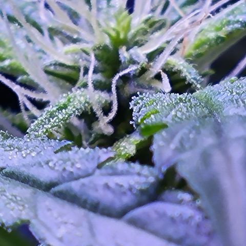 RoMelly growlog timeline photo