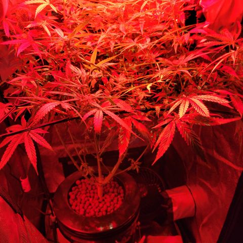 RoMelly growlog timeline photo