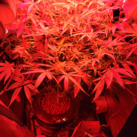 RoMelly growlog timeline photo