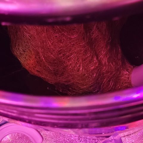 RoMelly growlog timeline photo