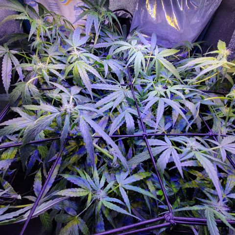 RoMelly growlog timeline photo