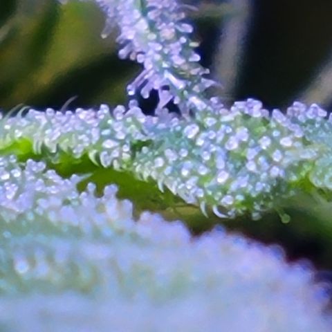 RoMelly growlog timeline photo