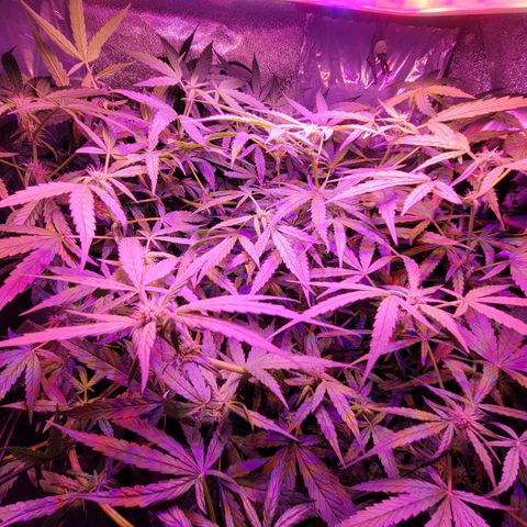 RoMelly growlog timeline photo