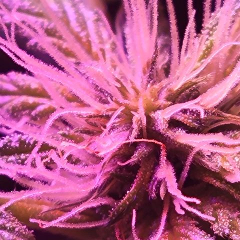 RoMelly growlog timeline photo