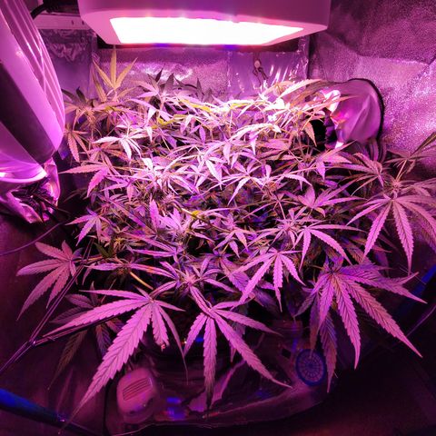 RoMelly growlog timeline photo