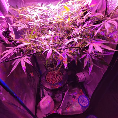 RoMelly growlog timeline photo