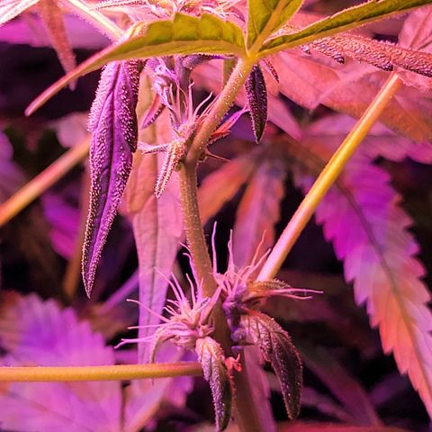 RoMelly growlog timeline photo